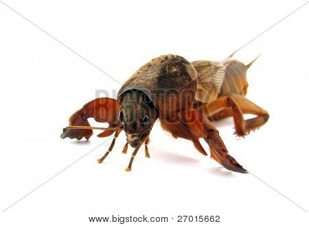 Muldvarp cricket