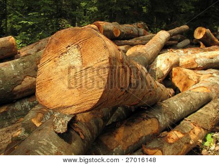 Clearfelling metsän hakkuun hakkuut