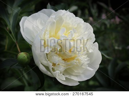 A Single Beutiful Pure White Flower Of A Peony Plant, Contrasting Against A Dark Background.