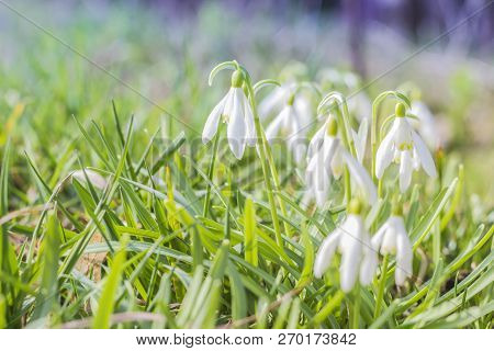 Nowdrop Spring Flowers. Delicate Snowdrop Flower Is One Of The Spring Symbols Telling Us Winter Is L