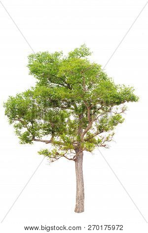 Isolated Big Tree On White Background. Tropical Trees Isolated Used For Design, Advertising And Arch