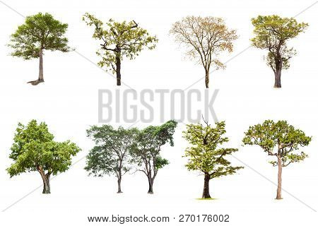Isolated Big Tree On White Background ,the Collection Of Trees.large Trees Database Botanical Garden