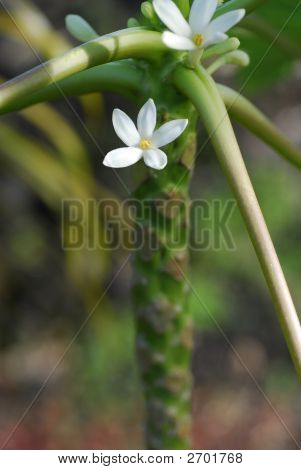 Papaya bloem