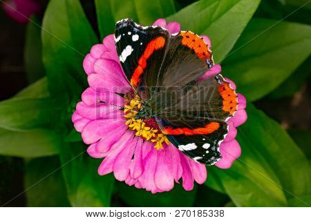 Admiral Butterfly On A Flower. Beautiful Butterfly Eating Nectar.