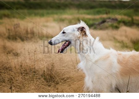 Profile Portrait Of Happy Russian Borzoi Dog In The Field. Close-up Image Of Beautiful Dog Breed Rus