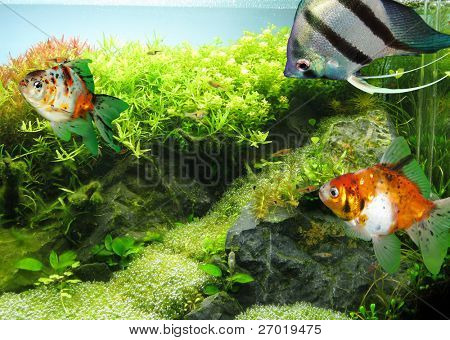   Smukke fisk akvarium