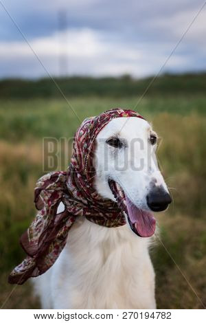 Portrait Of Gorgeous Russian Borzoi Dog Wearing Scarf A La Russe On Her Head In The Field. Close-up 