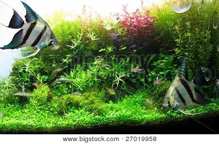    아름 다운 수족관