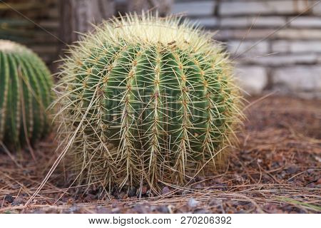 A Cactus Flower In Natural Conditions. Sacculents. Close-up