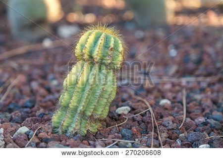 A Cactus Flower In Natural Conditions. Sacculents. Close-up