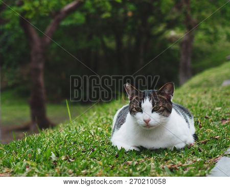Cute Cat In Ourdoor Park Beautiful Kitty