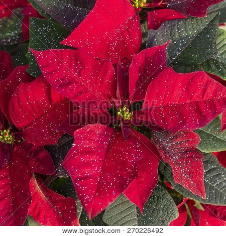 Close-up Of Bright Red Poinsettia Flower, Aka Christmas Star (euphorbia Pulcherrima), With Lush Gree