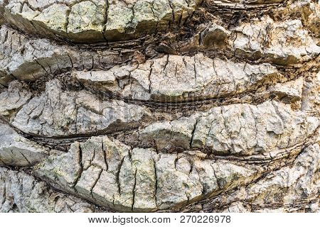 The Bark Of Palm Tree Texture. Background Bark Closeup. Stock Image.