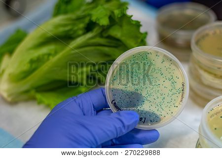 E Coli Bacterial Isolated From Romaine Lettuce And Culture On A Plate