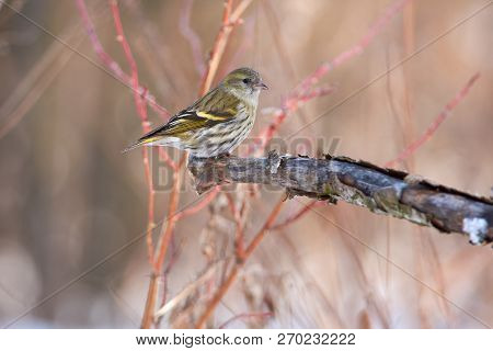 Siskin (spinus Spinus) Sits On A Branch With Flaky Bark Against A Background Of Pink Bushes.