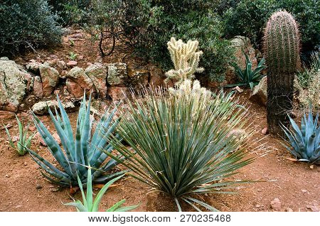 Century Plant And Prickly Pear Opuntieae Opuntiaand Saguaro Cactus In The Sonora Desert