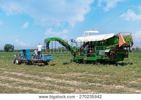 Harvester Collects Tomatoes In Plastic Boxes On A Tractor. People At Work. Stock Image.