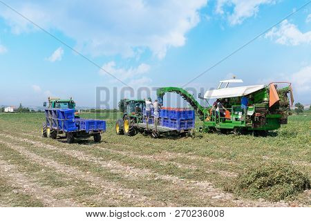People Harvest Tomato. Harvester Collects Tomatoes In Plastic Boxes On A Tractor. Stock Image.