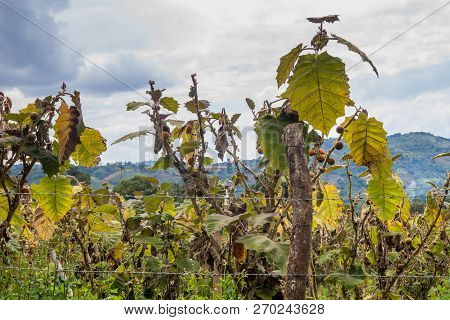 Solanum Quitoense Naranjilla Or Lulo Plants On A Field In Colombia