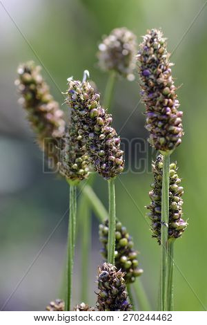 Narrowleaf Plantain, Plantago Lanceolata, Bavaria, Germany, Europe