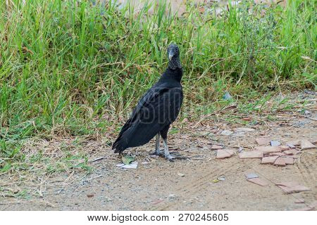 Black Vulture Coragyps Atratus Near San Gil, Colombia