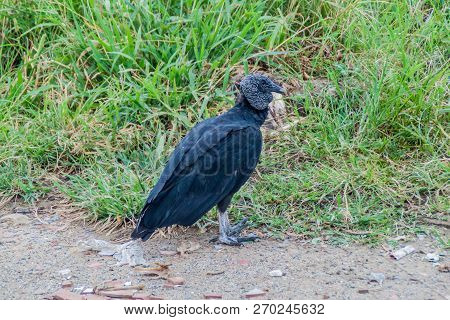 Black Vulture Coragyps Atratus Near San Gil, Colombia