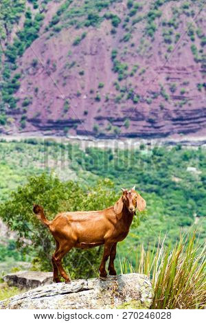 Goat Overlooking The Canyon Of River Chicamocha In Colombia