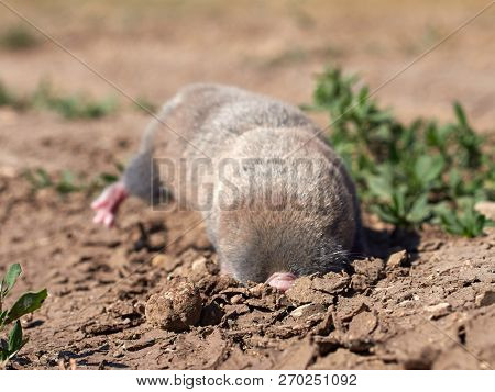 lesser mole rat ( nannospalax leucodon ) in natural habitat