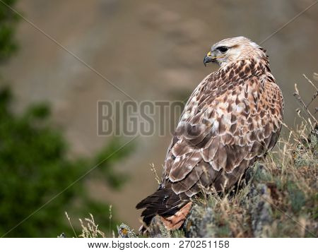 kite resting on rock (buteo rufinus)