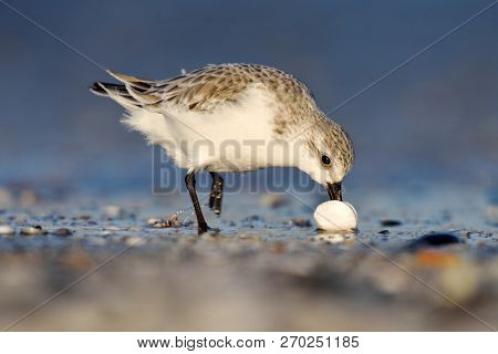 dunlin in natural habitat (calidris alpina)