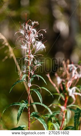 Gold Autumn, Yellow Leafs, Russian Nord, Willowweed