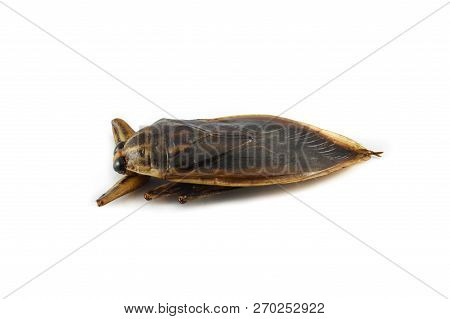 Giant Water Bug Isolated On White Background / Brown Insect Of Giant Water Bug Live In Swamp For Foo