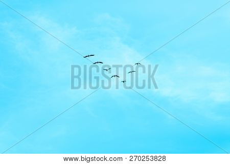 V Formation Of Birds Or Skein In The Blue Sky