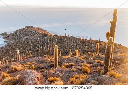 Isla Incahuasi Isla Del Pescado In The Middle Of The Worlds Biggest Salt Plain Salar De Uyuni, Boliv