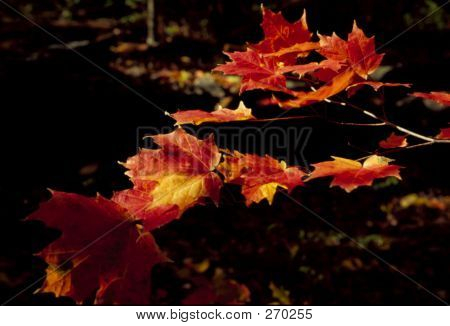 Red Leaves