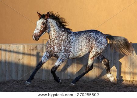 Beautiful rare unique color appaloosa. Crossbreed between Appaloosa and Andalusian horse. 
