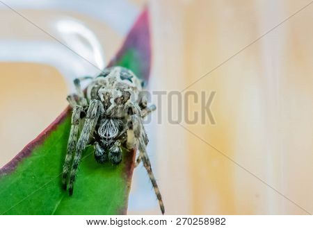 Head On View Of Male Larinioides Sclopetarius Spider On Green Leaf. Also Known As A Bridge Spider.