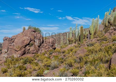 Group Of Huge Trichoreus Cactii On A Hill In The Surroundings Of Salar De Uyuni Salt Flat, Bolivia