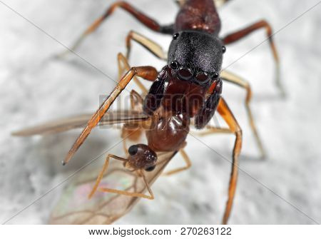 Macro Photography Of Ant Mimic Jumping Spider Biting Ontorso Of Prey On White Floor