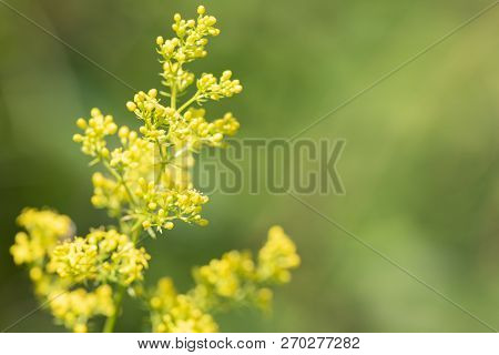 Galium Verum - Perennial Herbaceous Medicinal Plant