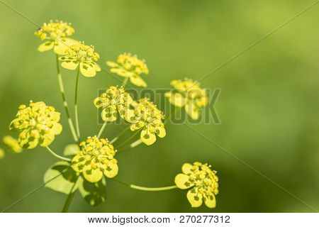 Foeniculum Vulgare - Perennial Plant During Flowering In The Wild Close Up