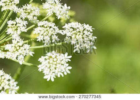 Heracleum Sphondylium - Genus Of Plants Of The Family Umbrella.