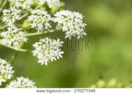 Heracleum Sphondylium - Genus Of Plants Of The Family Umbrella.