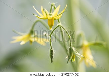 Yellow Flowers Of Tomatoes In The Greenhouse During Flowering