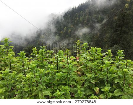Mint Plants Grow At Vegetable Garden