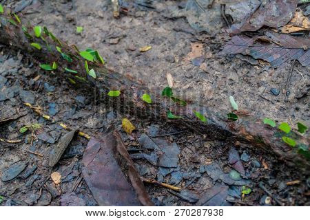 Leafcutter Ants In A Jungle Of National Park Madidi, Bolivia