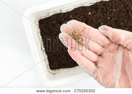 Closeup On A Female Hand In A White Glow Holding Dill Seeds Over A Container Full Of Soil. Gardeinin