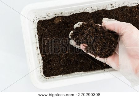 Closeup On A Female Hand In A White Glow Holding A Handful Of Soil Over A White  Container. Gardeini
