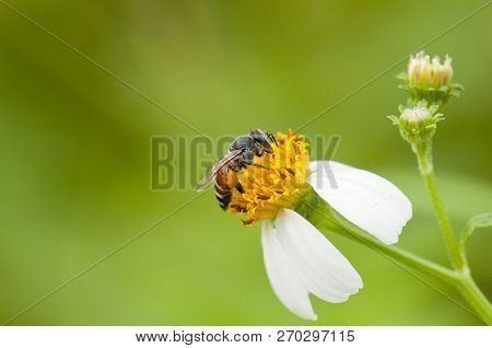 Closeup Of A Bee Collecting Pollen From Spanish Needle Flower (bidens Alba) And Stored On Its Legs