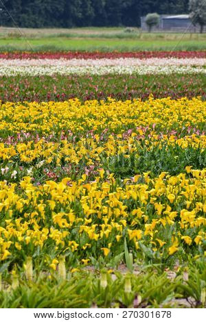 Photo Picture Of Calla Flower Colored Garden Field Cultivation
